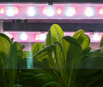 Our solutions for greenhouse lighting are used in a joint experiment with VNISI