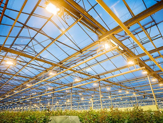Тепличное освещение